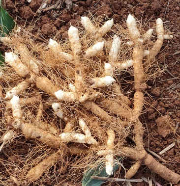 中药根茎类玉竹干条片