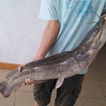 优质八胡鲶鱼，活鱼，