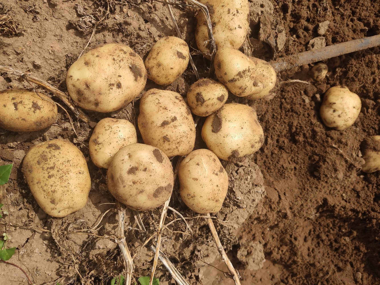 烤土豆常温放置风险示意图