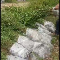 大量出售优质青梅苗，1米5以上一块钱一颗，欢迎订购咨询