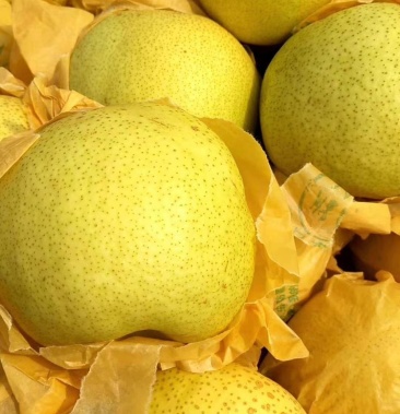 云南高原梨大量上市,看上的老板联系了