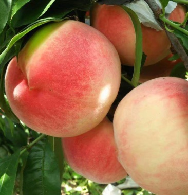 寻求全国收购绿化九号桃老板