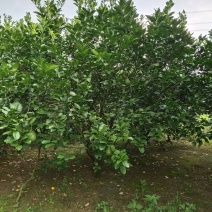 柚子广西桂林苗木基地，常年供应柚子树3/5米冠，欢迎订购