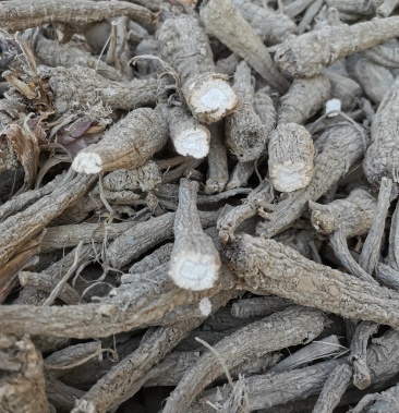 [白芷批发]精品无硫干白芷价格8.50元/公斤 - 一亩田