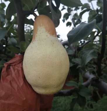 五九香八梨皮薄个大