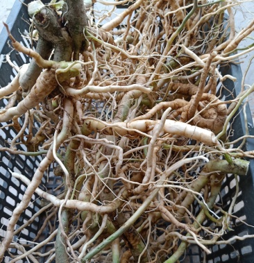 黄花倒水莲,鲜货,干货