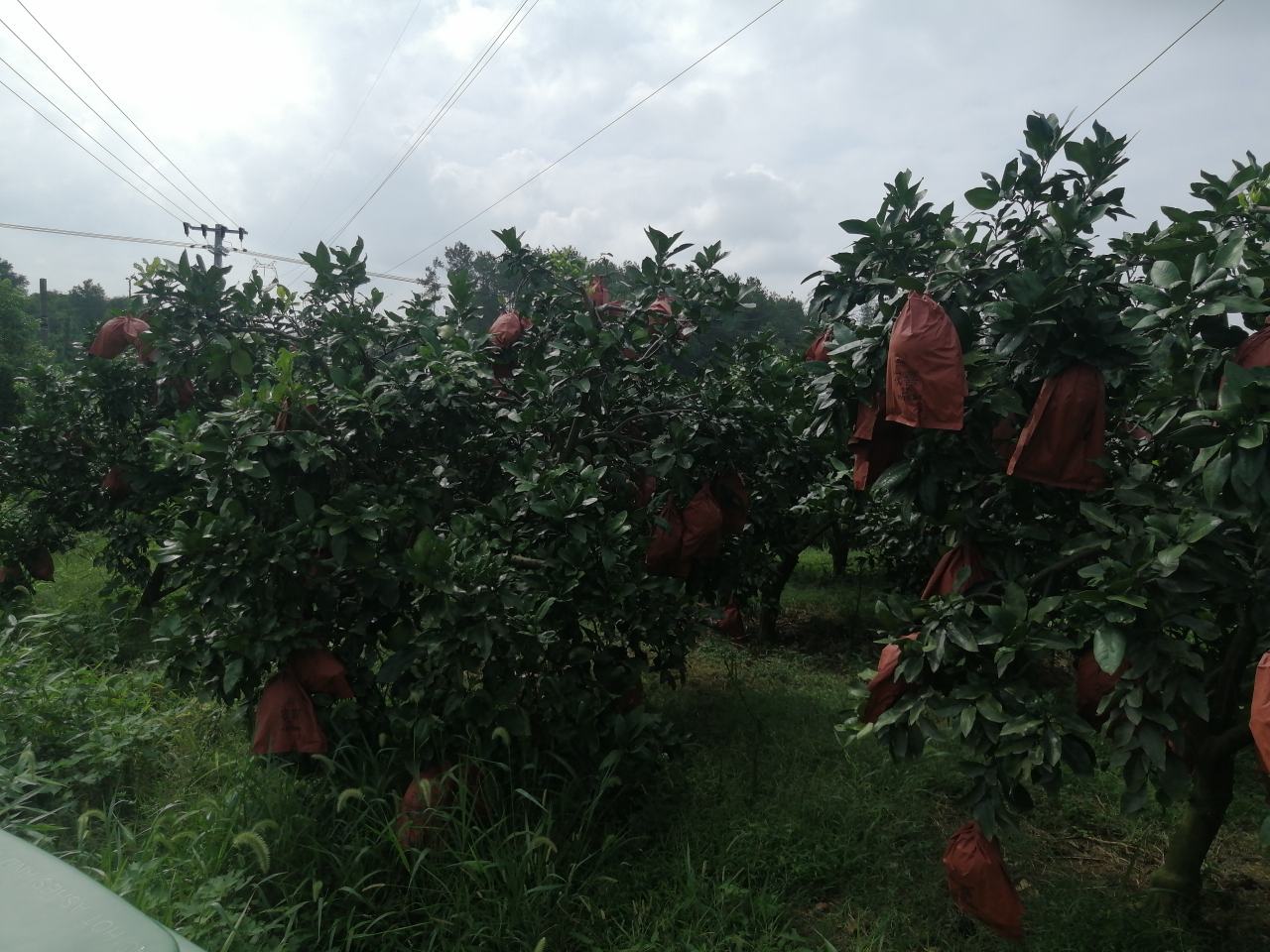 琯溪蜜柚果园夏季管理场景