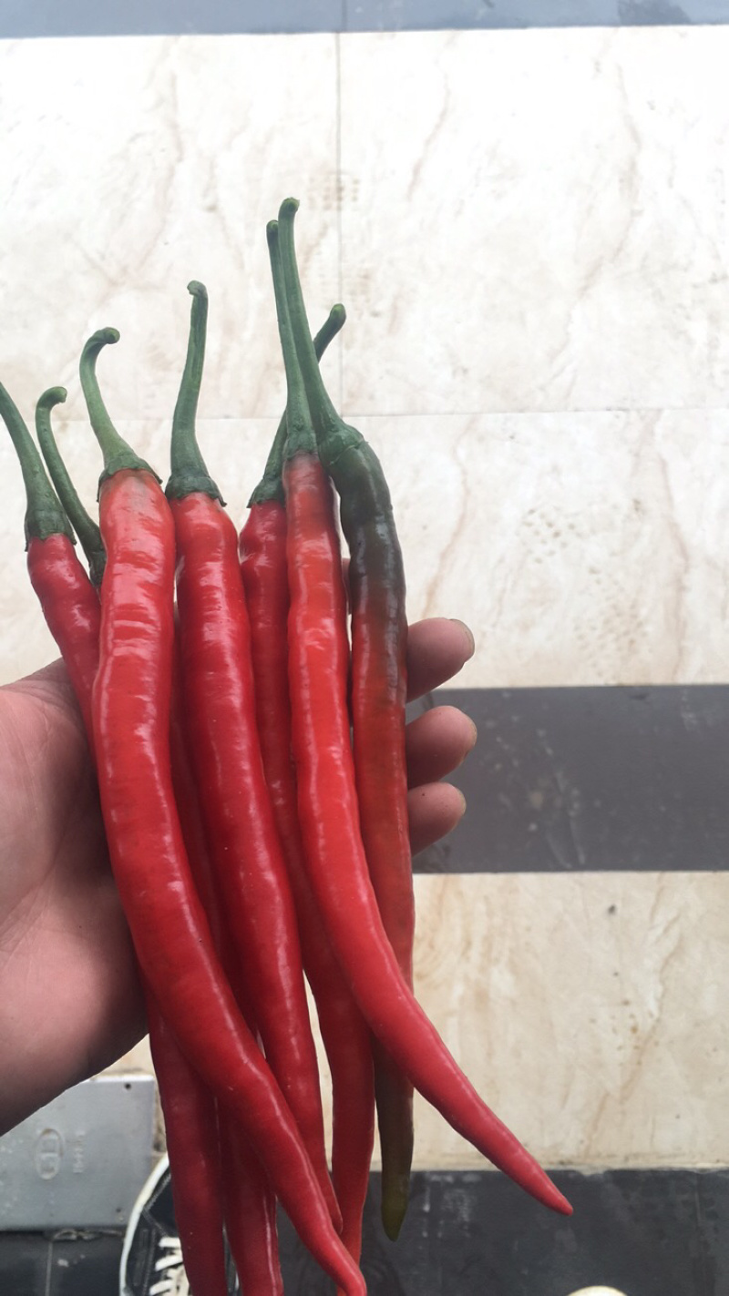 红线椒艳椒大量上市.