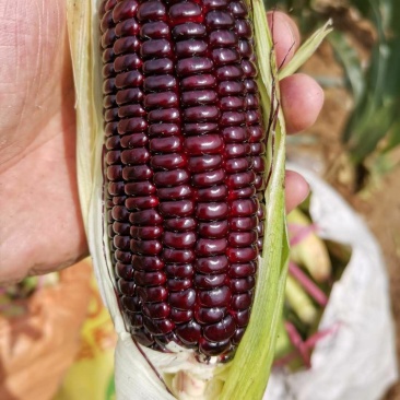 云南高原紫玉米花青素之王