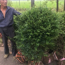 小叶女贞球小叶女贞精品球1.2米冠幅最新价格65