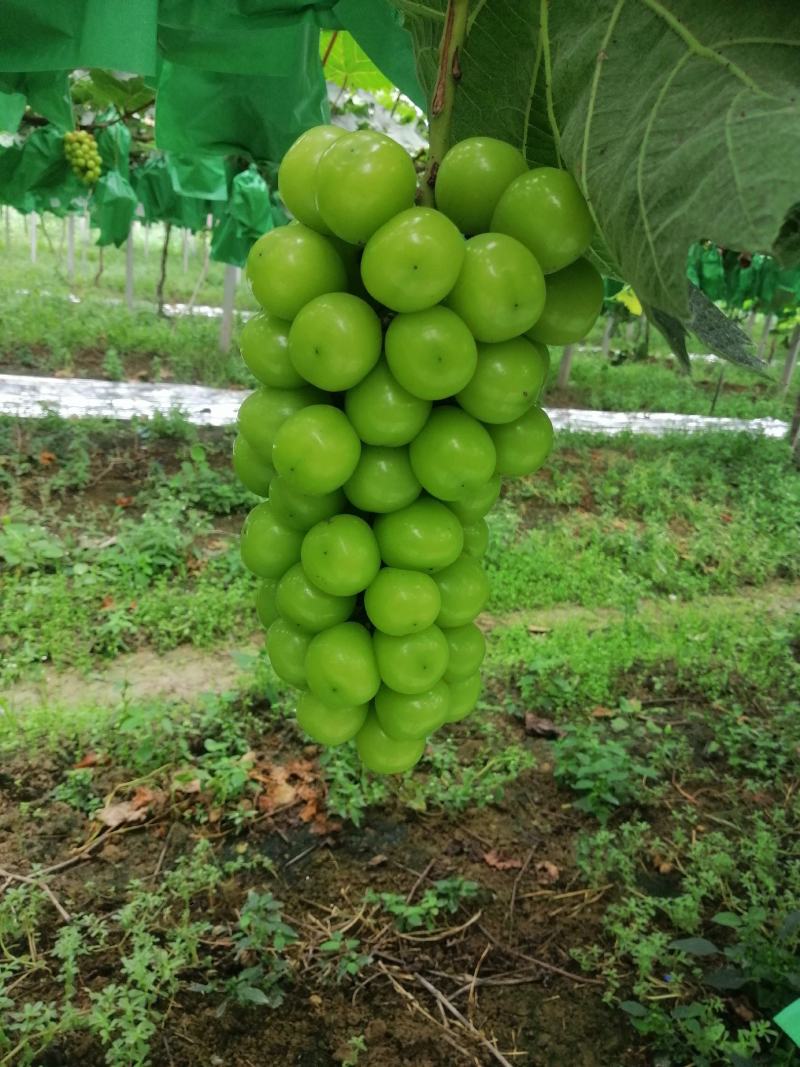 阳光玫瑰葡萄种植大户