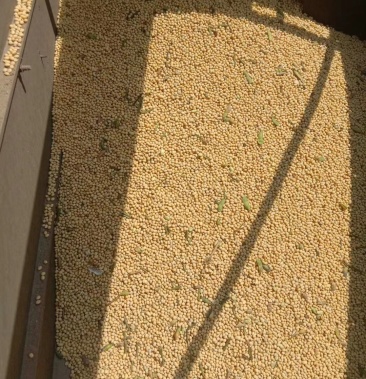 黄豆翠扇金大豆豆制品的好材料