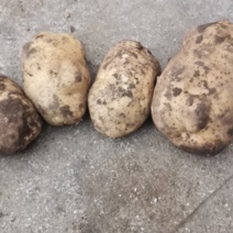 大量出售226，希森。斯兰特，荷兰暑