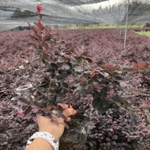 大量供应红花继木小苗