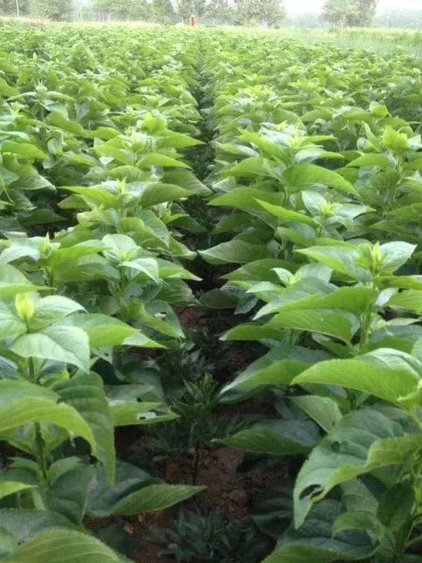 [玄参苗批发]玄参苗,玄参种苗价格,改良元参苗批发,玄参芽子供应价格