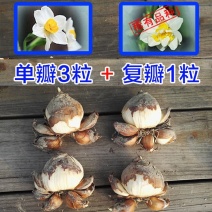 【单瓣+复瓣混装】漳州水仙花种球水培种子室内盆栽花