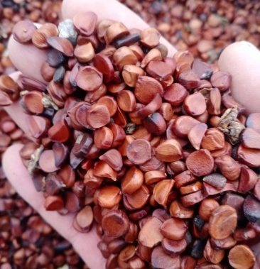 后期种子!杂质含量低!