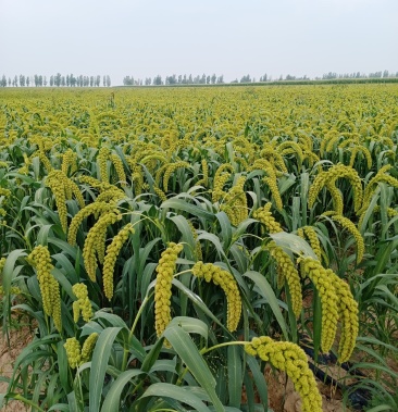 神谷黄金谷晋杂金苗k1欢迎各位老板前来订购