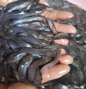 塘鲺鱼苗本地三黄塘角鱼苗养殖基地直销成活率高产量高