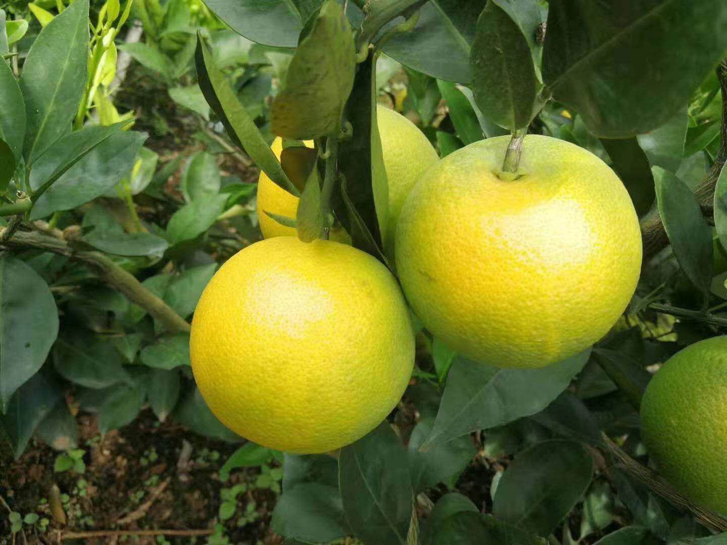冰糖橙果实成熟特写