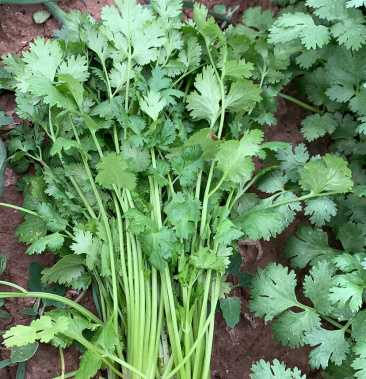 常年提供精品大叶香菜