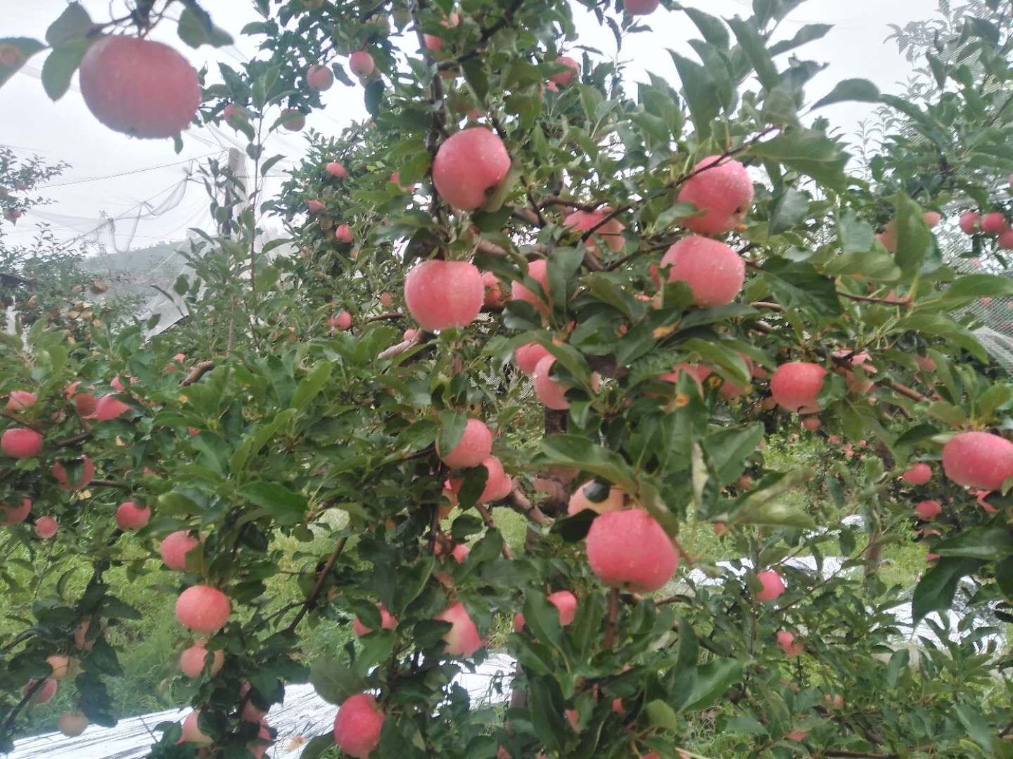 嘎啦苹果果园实景