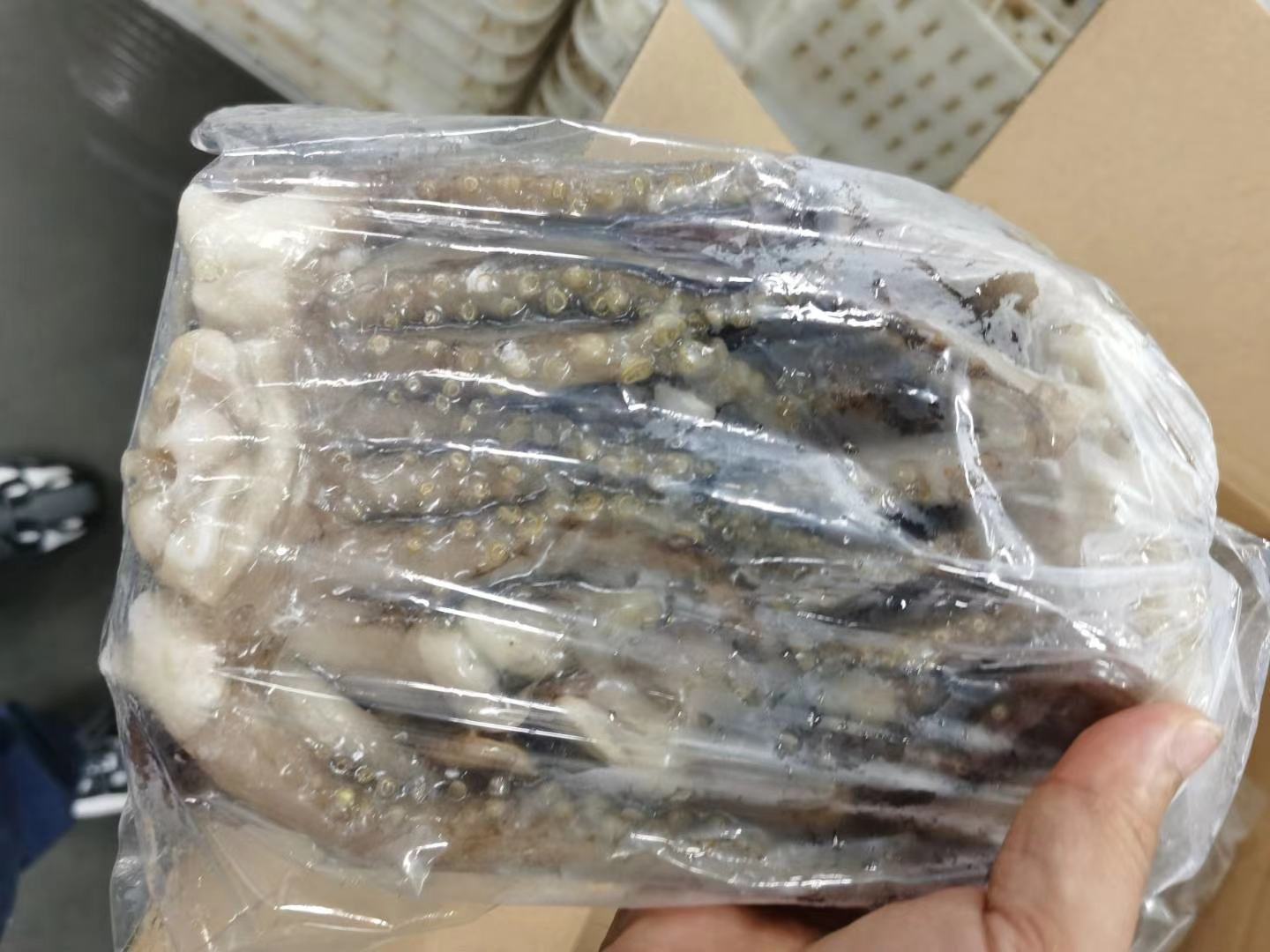 冰鲜鱿鱼展示图