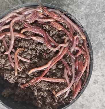 [蚯蚓批发]出售大盒盒装蚯蚓蚯蚓盒价格160.00元/斤 - 一亩田