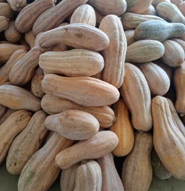 广西富川金韩蜜本香芋南瓜