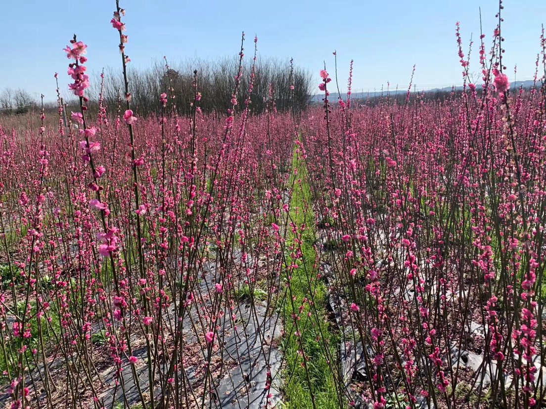 红梅与腊梅花朵对比图,展示红梅深粉色花瓣与腊梅蜡质黄色花瓣的区别 红梅与腊梅花朵对比图