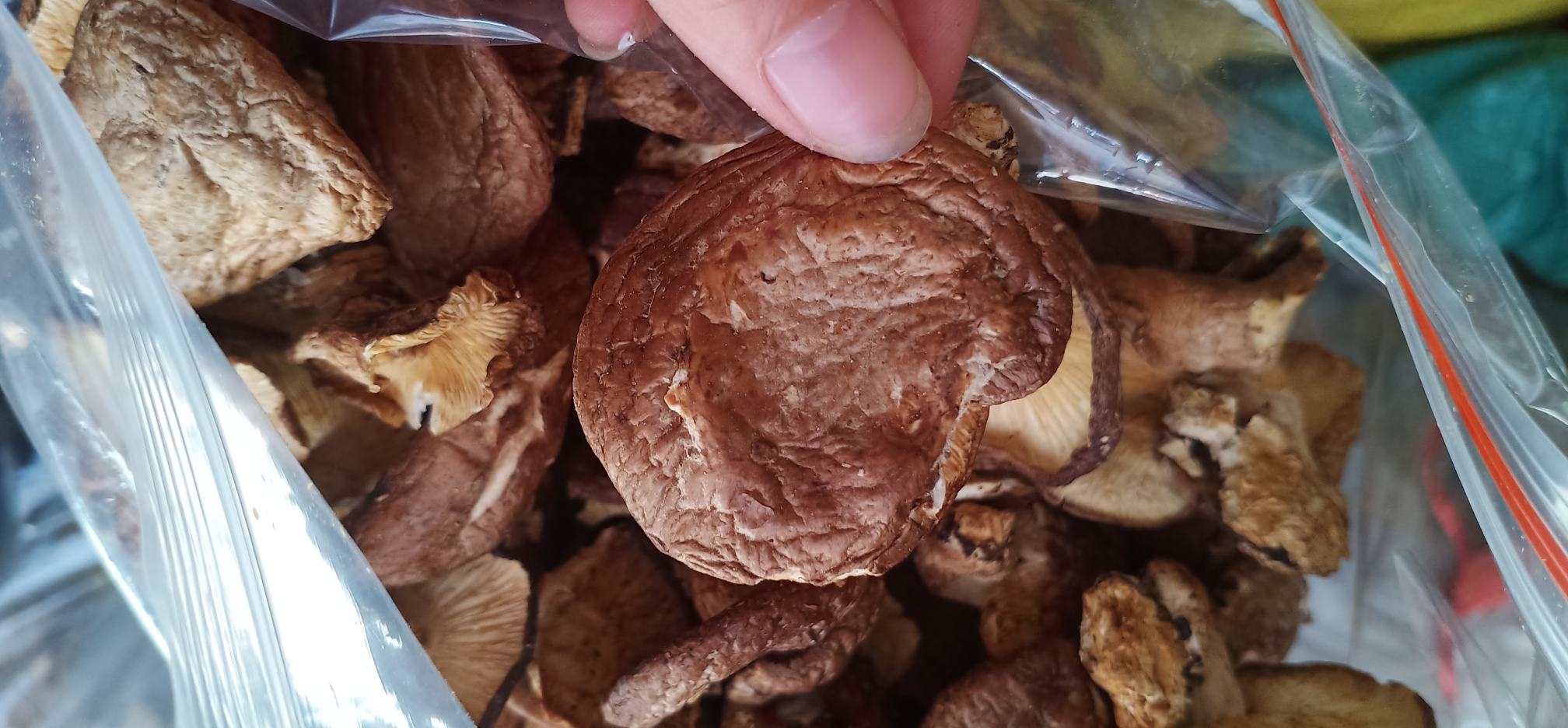 光学显微镜下400倍放大干香菇子实体横切面:可见紧密排列的担子层结构、大量胞内晶体簇(经HPLC-MS验证为麦角硫因结晶),以及富含β-葡聚糖的细胞壁增厚区域 干香菇横切面显微结构图,清晰显示致密菌丝体与结晶状麦角硫因沉积颗粒