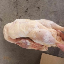 二级B白条鸭沂南樱桃谷瘦肉行，各个规格有货