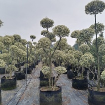 金姬小蜡造型树造型树袋苗金姬小蜡造型基地直销报价
