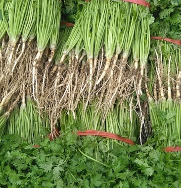 潍坊市香菜小叶香菜大叶香菜毛菜净菜精品香菜