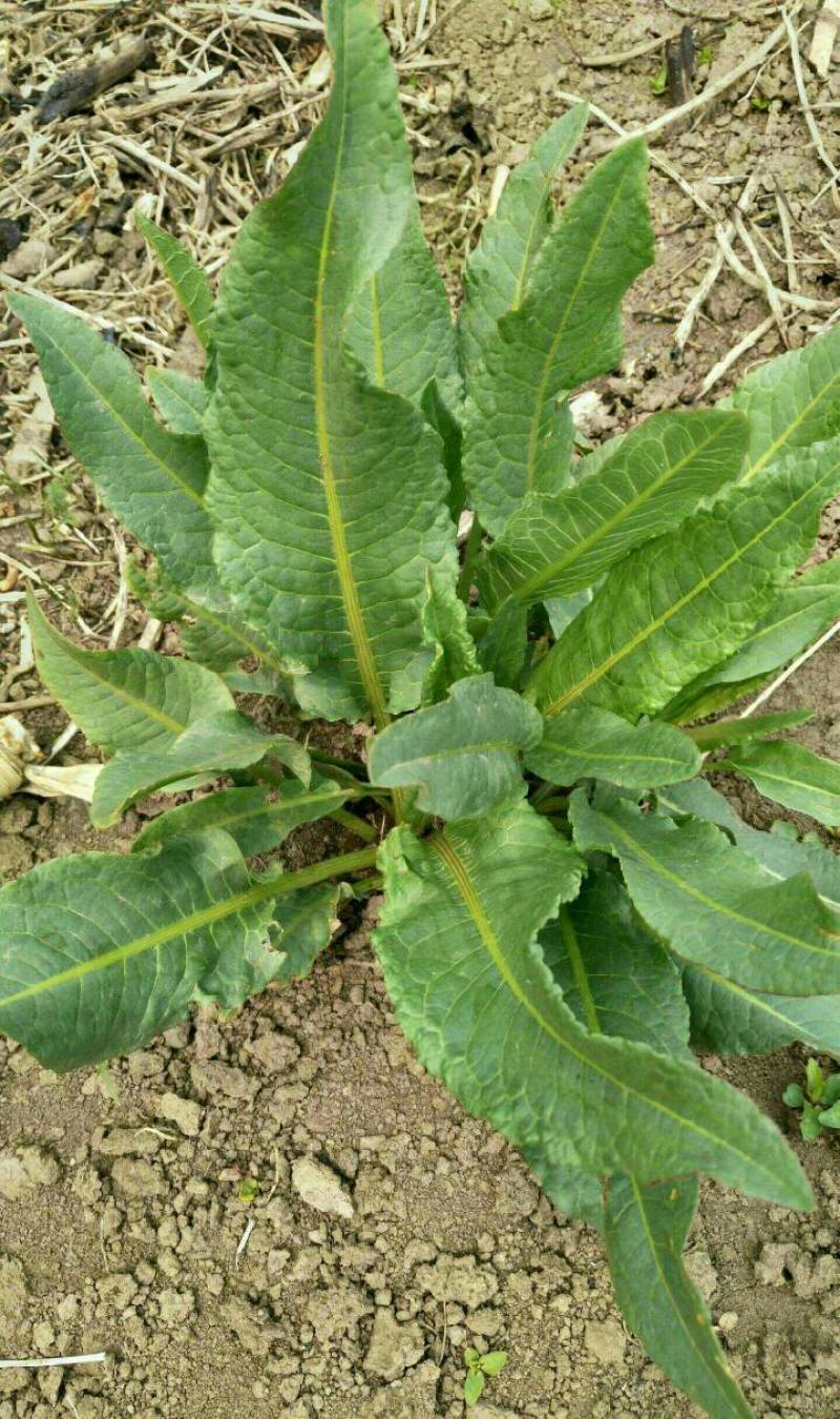 土大黄新鲜根杨铁叶子发货前现挖场地直销质量优