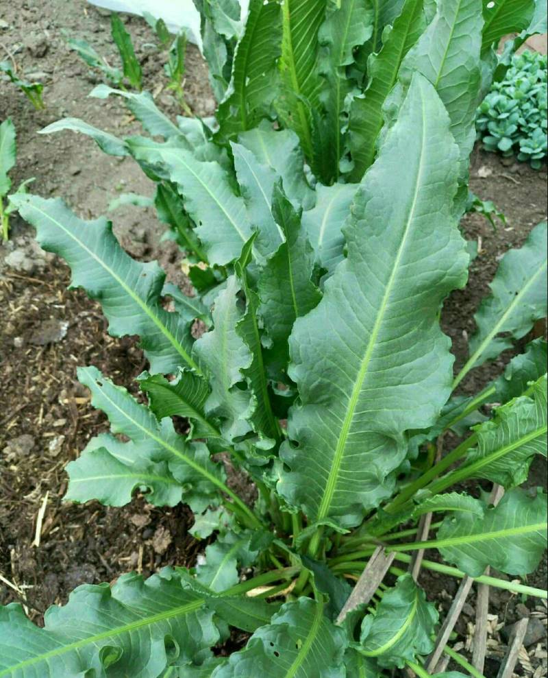 土大黄新鲜根杨铁叶子发货前现挖场地直销质量优