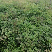 低价处理火焰南天竹小苗