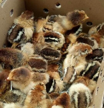 快大型青脚麻鸡苗(天府麻)青1,青2,出壳苗