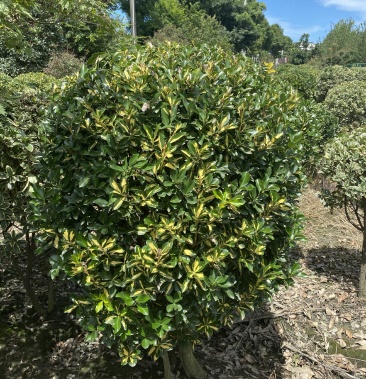 [金心黄杨批发]金心黄杨球常规货 基地直销 价格私聊 量大从优的金心