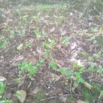 几十万棵沉香牙苗出售想要的老板找我