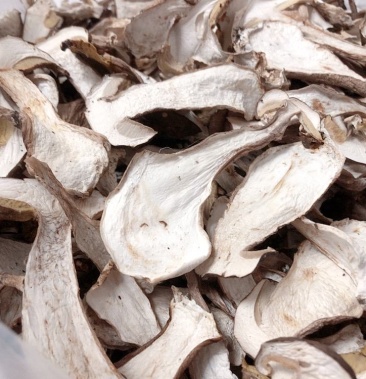 美味牛肝菌又称大脚菇,白牛肝菌,野生牛干菌