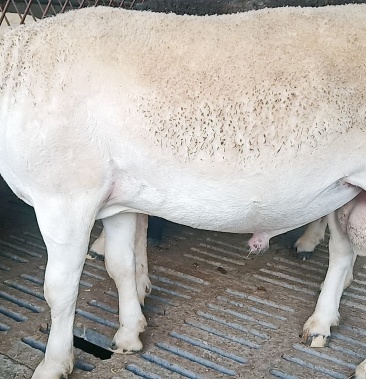 杜泊绵羊怀孕母羊种公羊,包技术,免费运输,报销来回车费