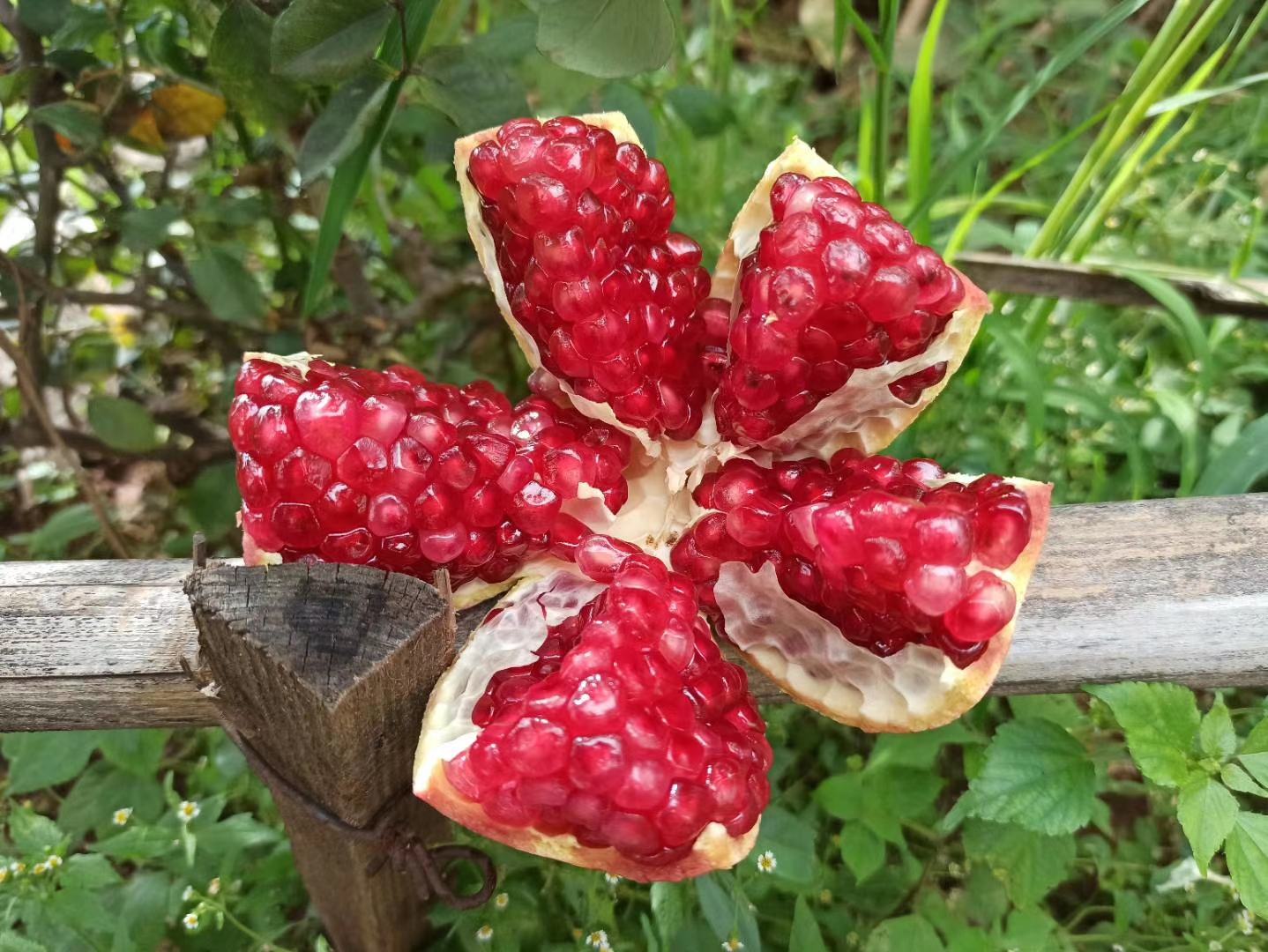 两张并列展示的石榴图片,左侧为成熟的深红色石榴,表皮有光泽、颜色均匀;右侧为未成熟的浅黄色石榴,表面泛绿、缺乏光泽,用于直观对比如何判断石榴是否成熟 石榴成熟对比图