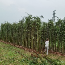 刚竹苗移植苗淡竹移植苗早园竹移植苗雷竹移植苗毛竹