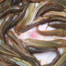 水产、三黄塘鯴魚！！