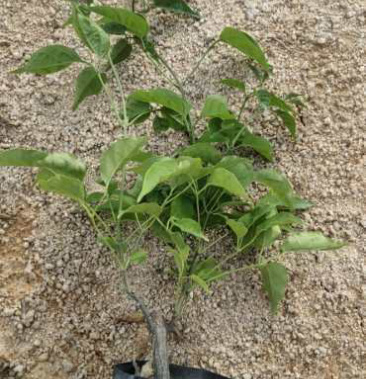 大量炮仗花中袋杆粗根细