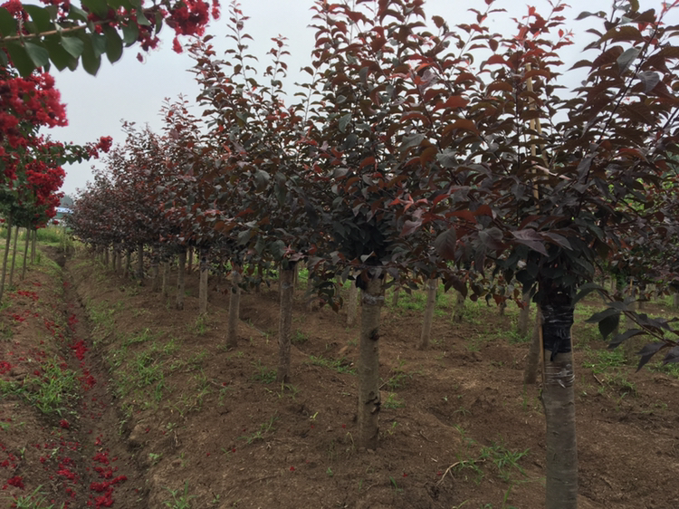 松红梅成株开花景观图