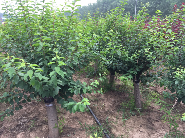 展示桃美人多肉的完整植株,叶片饱满,颜色粉红偏灰绿,适合用于介绍其外观特征 桃美人多肉植株特写