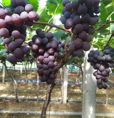 山东大棚巨峰葡萄现已上市甜度果串超赞
