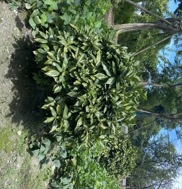 出售洒金珊瑚球精品洒金珊瑚